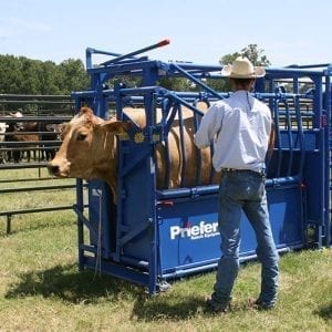 Priefert Cattle Squeeze Chute S0191 In Use