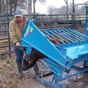 Priefert Calf Table For Livestock Rotated And In Use