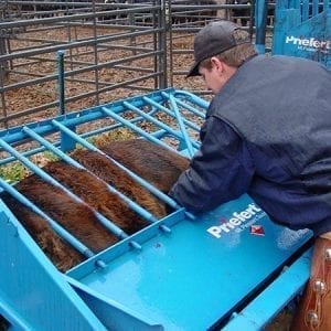 Priefert Calf Table For Livestock Rotated And In Use
