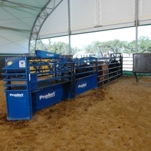 Priefert Cattle Automatic Roping Chute In Action