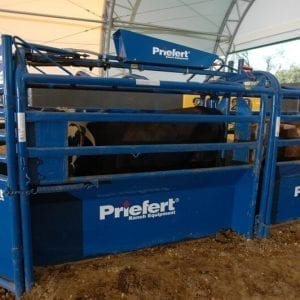 Priefert Automatic Cattle Roping Chute In Action