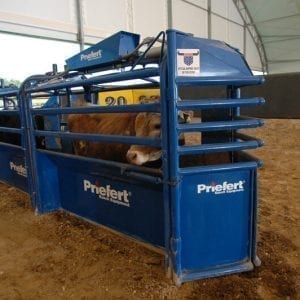 Priefert Automatic Cattle Roping Chute In Action