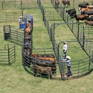 Cattle And Cowboys In A Corral Priefert Sweep Systems