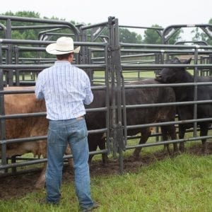 Priefert Cattle Working System