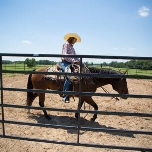Cowboy Ring A Horse In A Prifert Premier Round Pen For Livestock