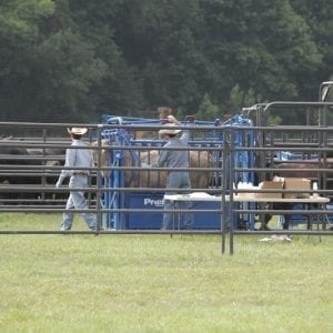 Priefert Cattle Working System
