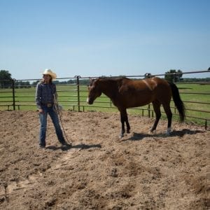 Cowboy On Horse In A Utility Round Pen