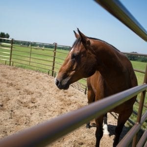 Horse In A Utility Round Pen