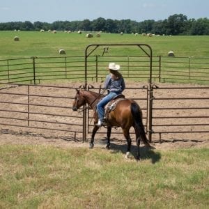 Utility Round Pen With A Horse
