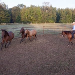 Utility Round Pen With Horses