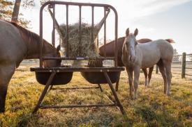Priefert Bunk Feeder For Horses