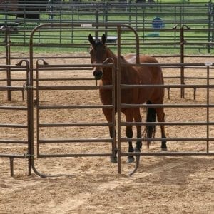 Horse In A Round Pen