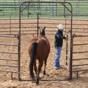 Cowboy And Horse A Round Pen