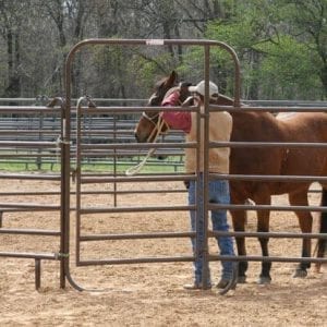 Cowboy And Horse In A Round Pen