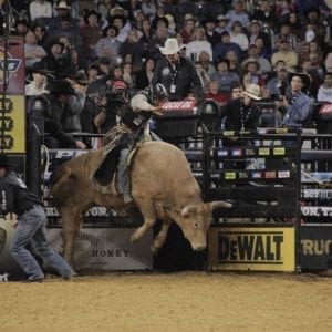 Cowboy Riding Bull Bucking Chute