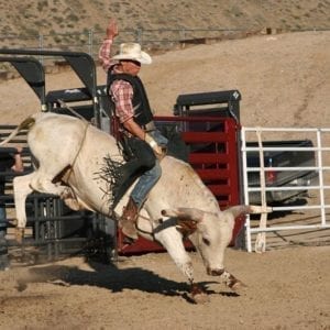 Cowboy Riding Bull Rodeo Priefert Bucking Chute