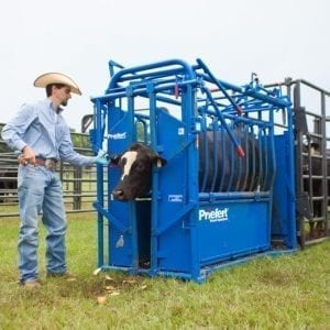 Priefert Cattle Squeeze Chute In Action