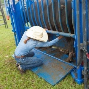 Priefert Cattle Squeeze Chute In Action