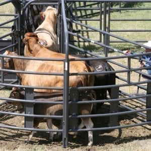 Roughstock Sweep -12 Used By A Cowboy And Cows
