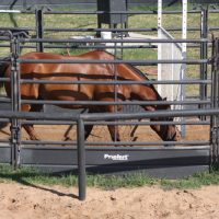 Horse Using A Panel Walker