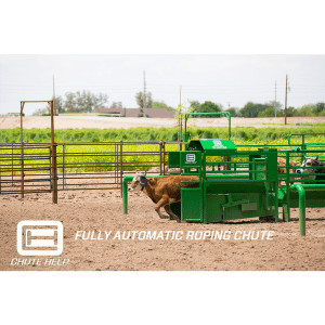 Chute Help Automatic Cattle Roping Chute In Action