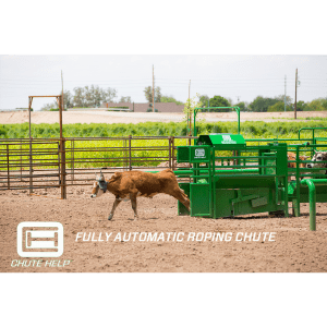 Chute Help Automatic Cattle Roping Chute In Action